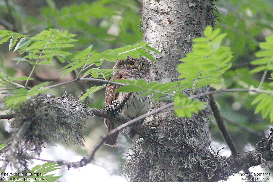 Eurasian Pygmy Owl female adult