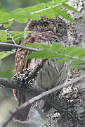 Eurasian Pygmy Owl