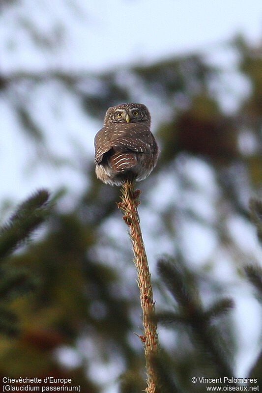 Eurasian Pygmy Owl male adult
