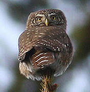 Eurasian Pygmy Owl