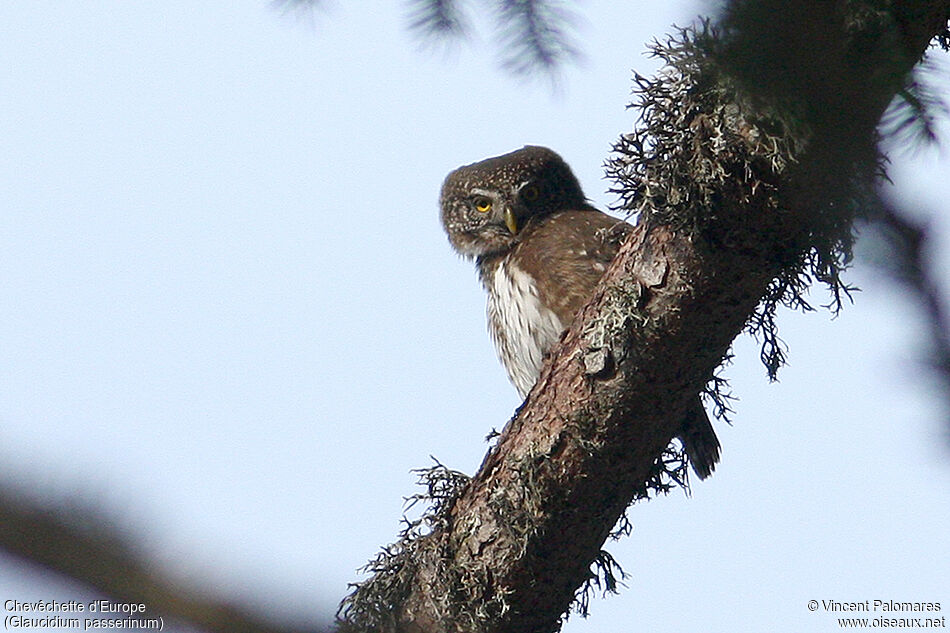 Eurasian Pygmy Owl male adult