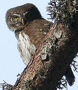 Eurasian Pygmy Owl