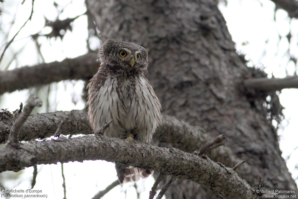 Eurasian Pygmy Owl