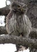 Eurasian Pygmy Owl