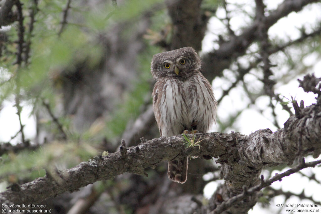 Eurasian Pygmy Owl