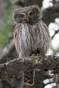 Eurasian Pygmy Owl