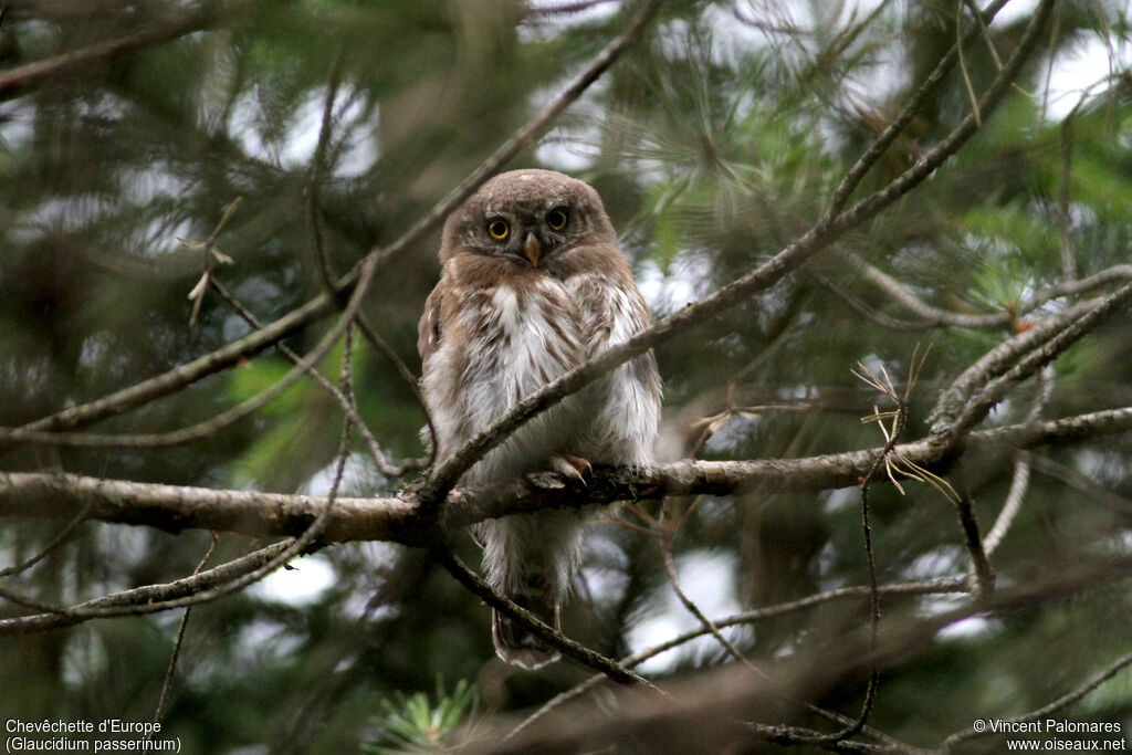 Eurasian Pygmy Owljuvenile