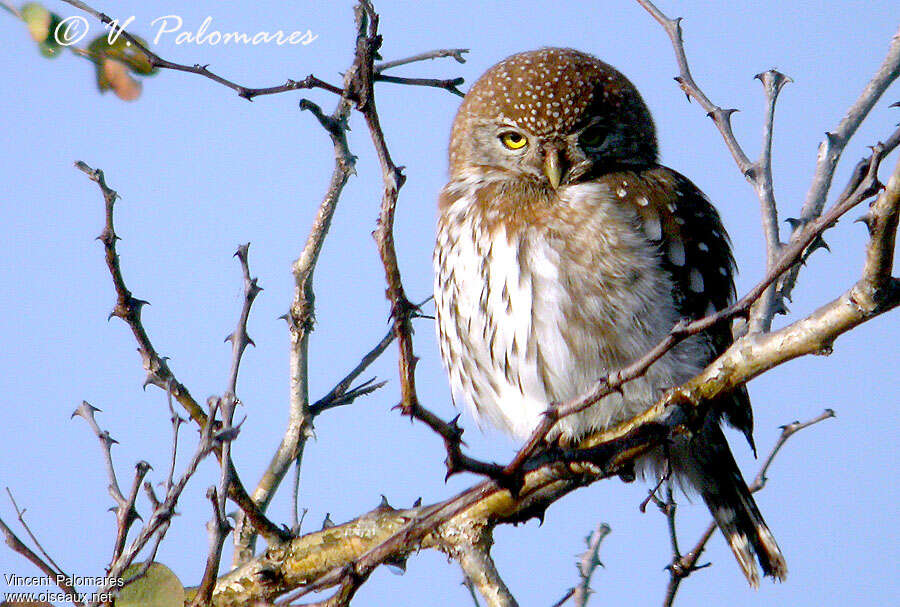 Pearl-spotted Owletadult, close-up portrait