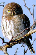 Pearl-spotted Owlet