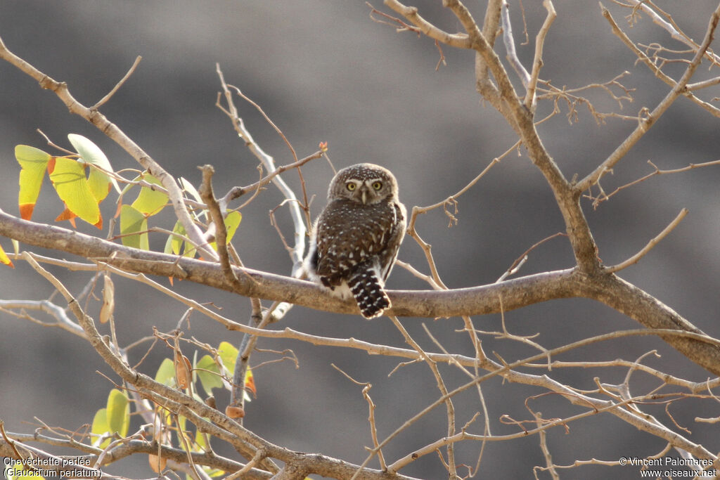 Pearl-spotted Owlet