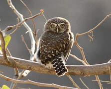 Pearl-spotted Owlet