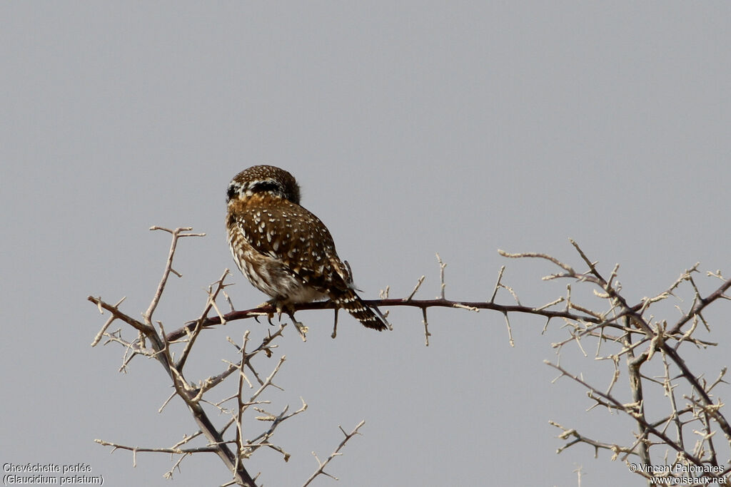 Pearl-spotted Owlet