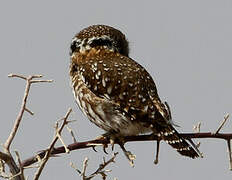 Pearl-spotted Owlet