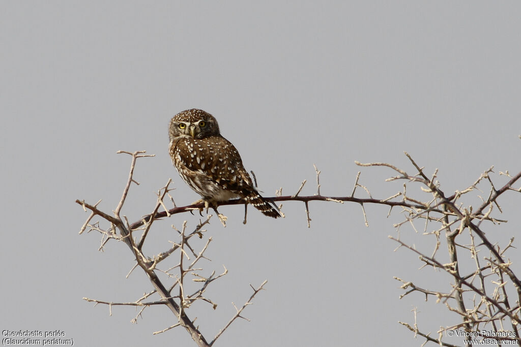 Pearl-spotted Owlet