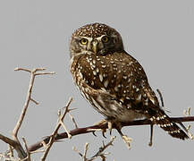 Pearl-spotted Owlet