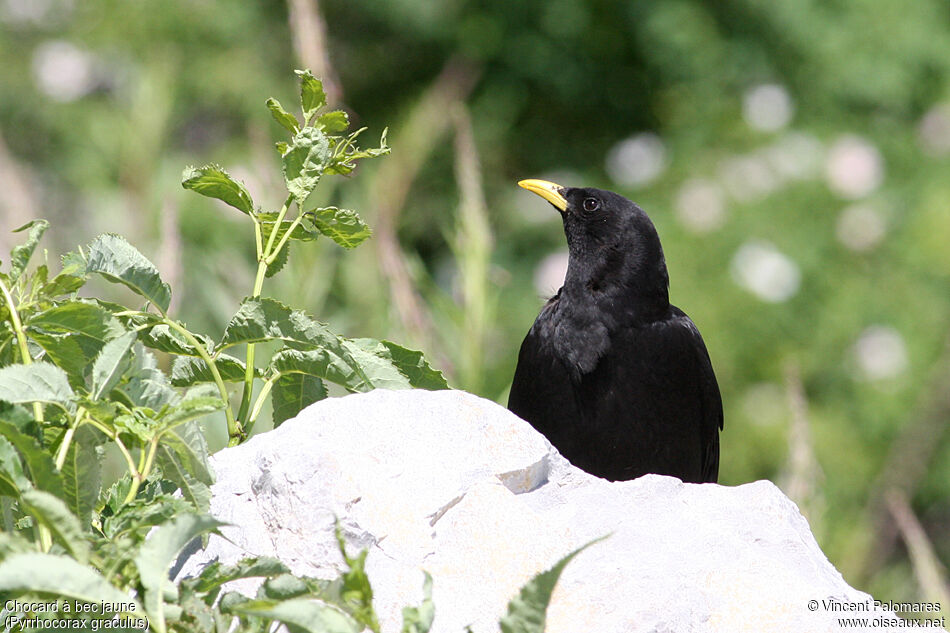 Alpine Chough