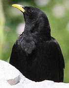 Alpine Chough