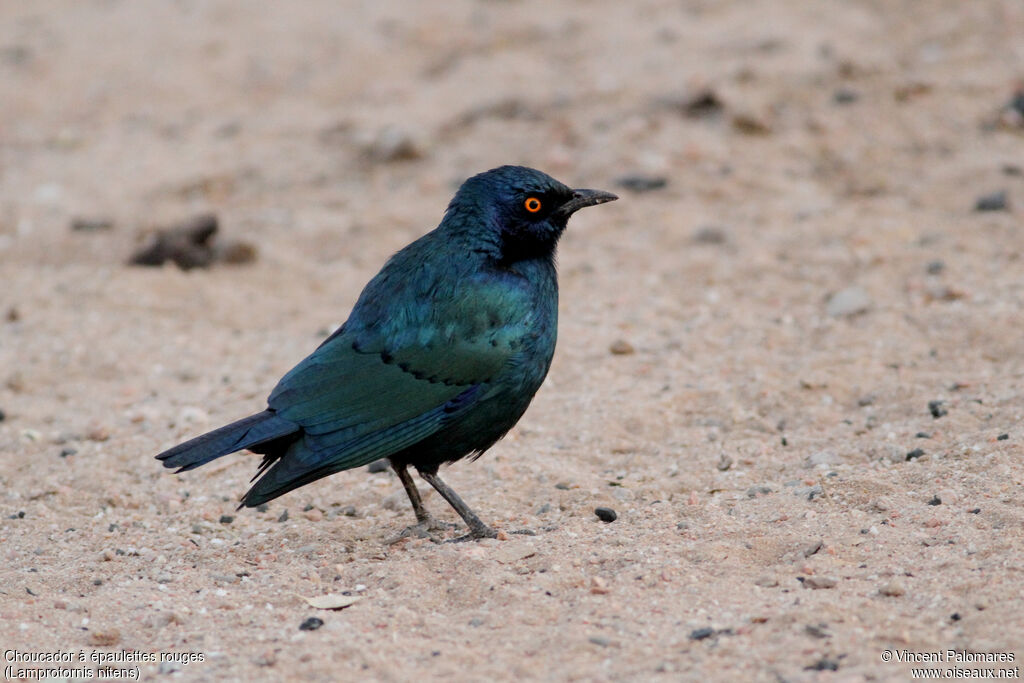 Cape Starling