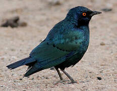 Cape Starling