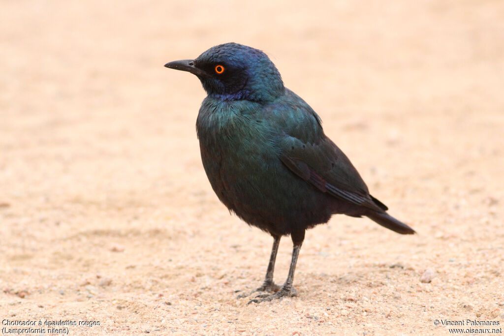 Cape Starling