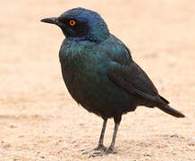 Cape Starling