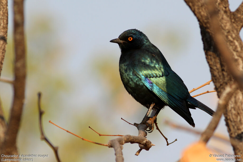 Cape Starling