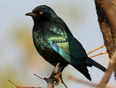 Cape Starling