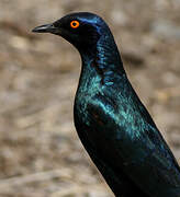 Cape Starling