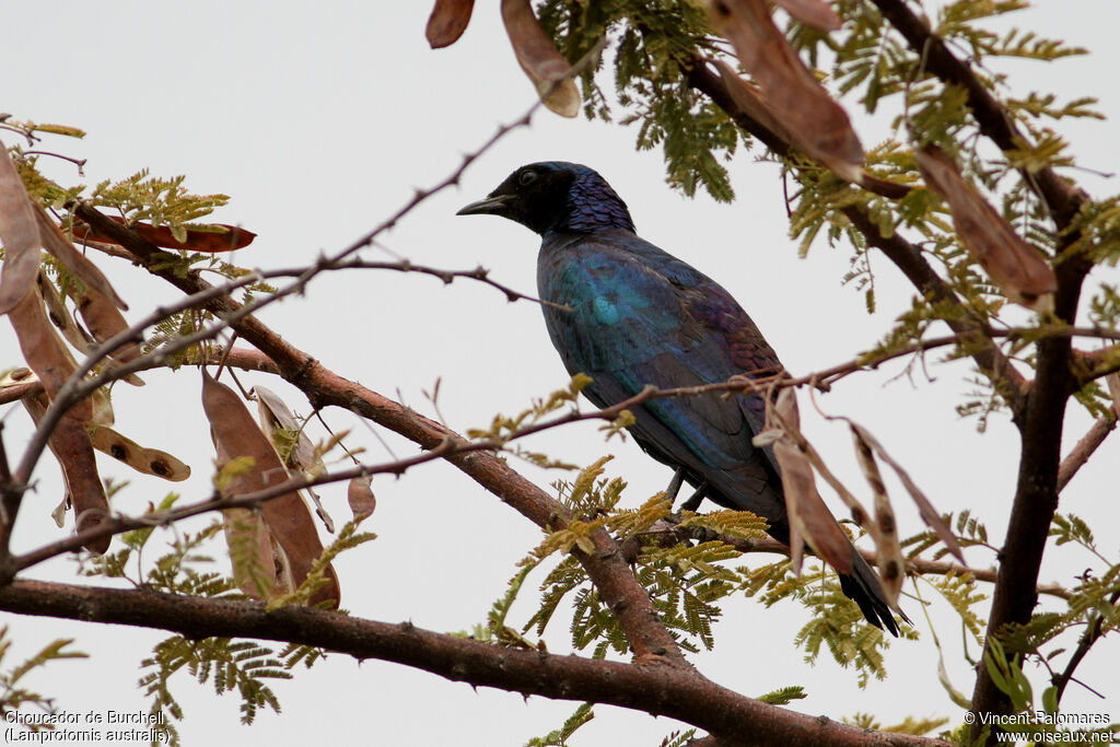 Burchell's Starling