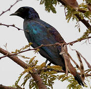 Burchell's Starling