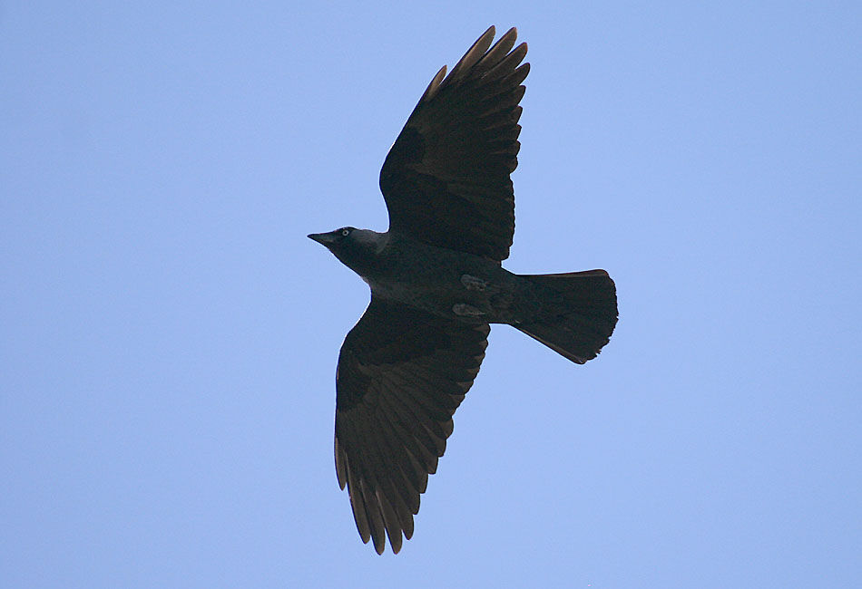 Western Jackdaw