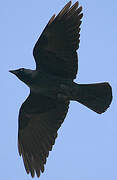 Western Jackdaw