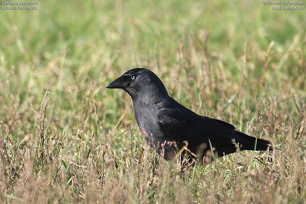 Western Jackdaw