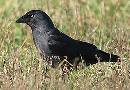 Western Jackdaw