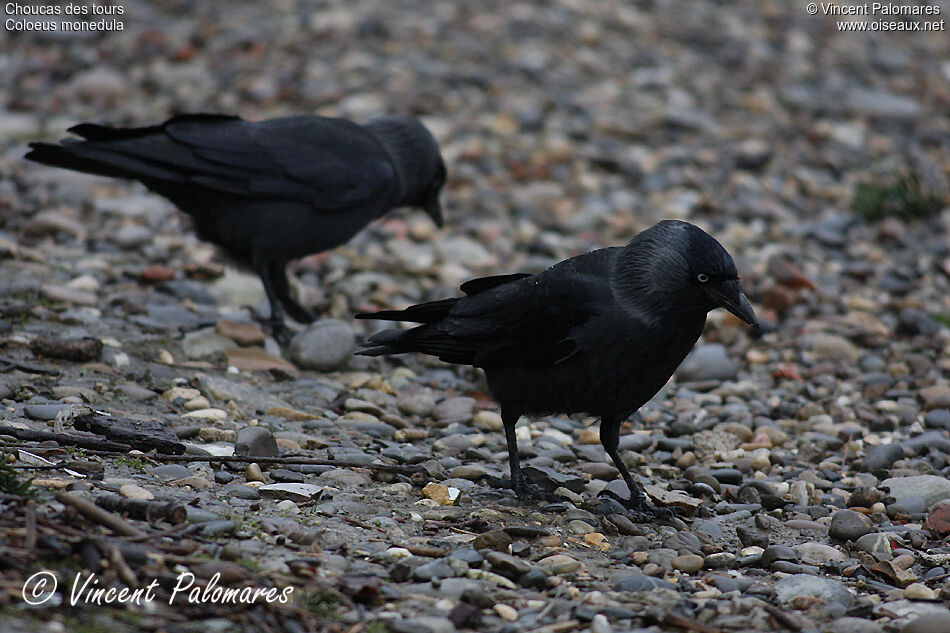 Western Jackdaw