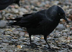 Western Jackdaw