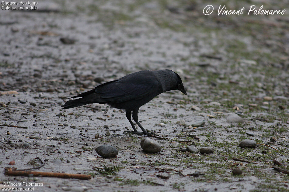 Western Jackdaw