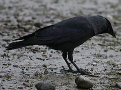 Western Jackdaw