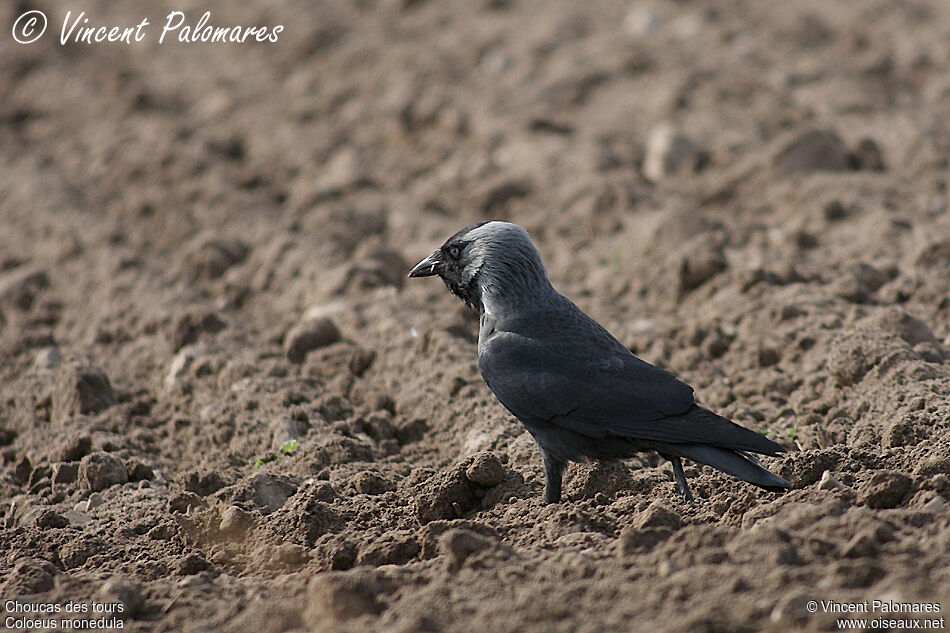 Western Jackdaw