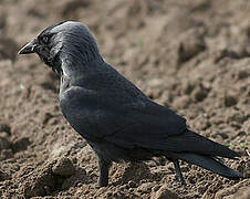 Western Jackdaw