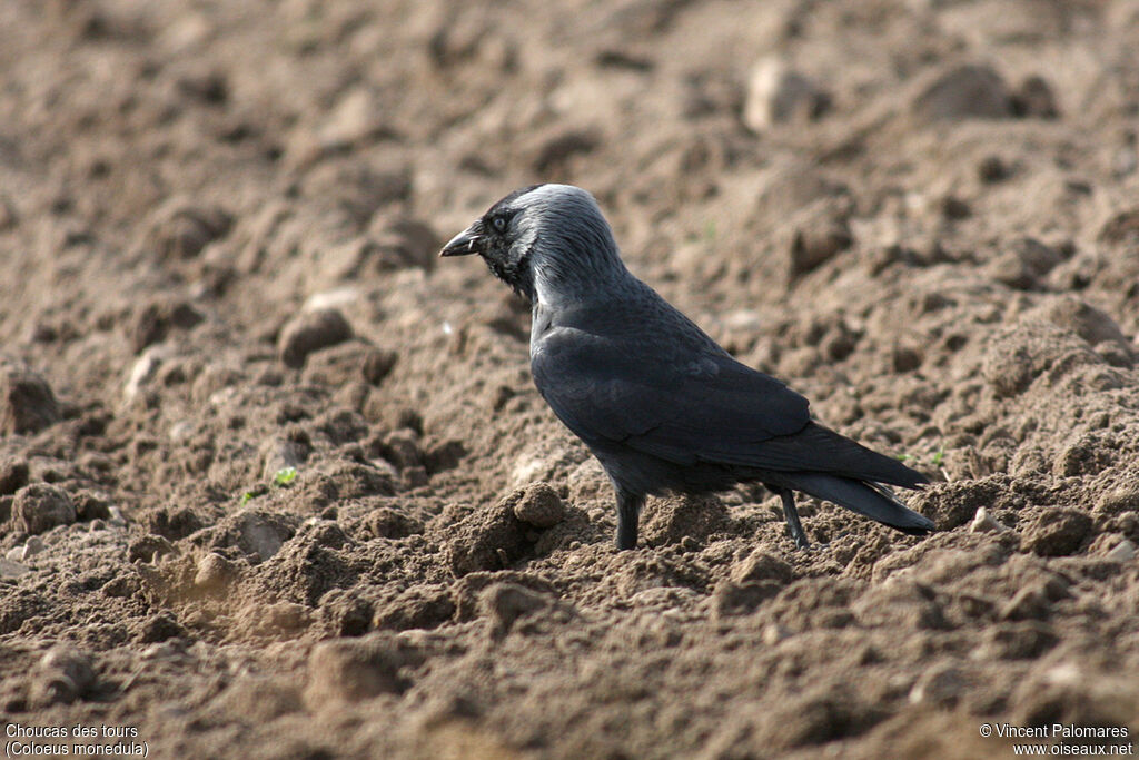 Western Jackdaw