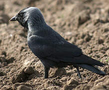 Western Jackdaw