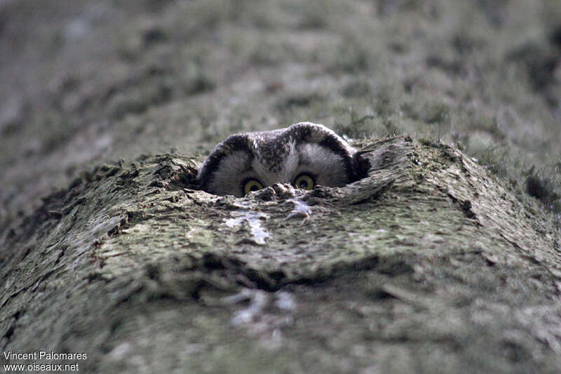 Boreal Owl female adult, Reproduction-nesting, Behaviour