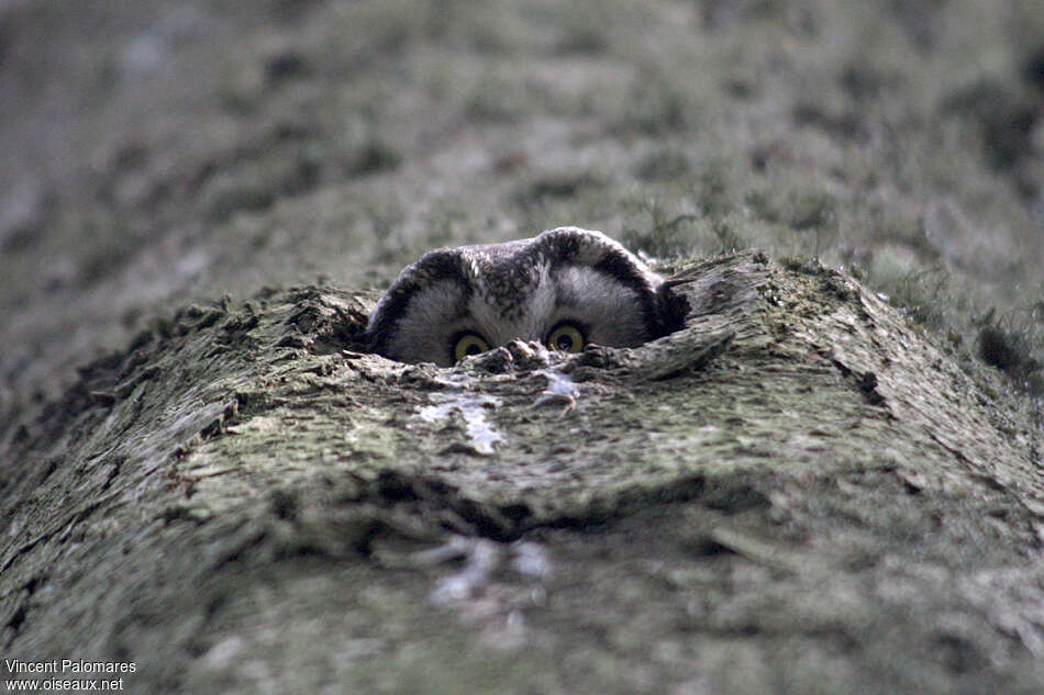 Boreal Owl female adult, Reproduction-nesting, Behaviour