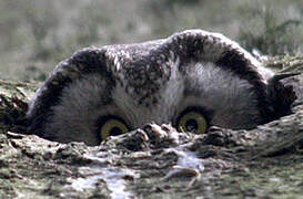 Boreal Owl