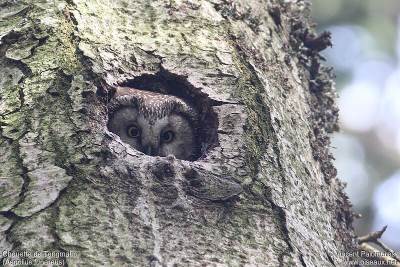 Boreal Owl female adult, Reproduction-nesting