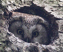 Boreal Owl