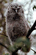 Tawny Owl