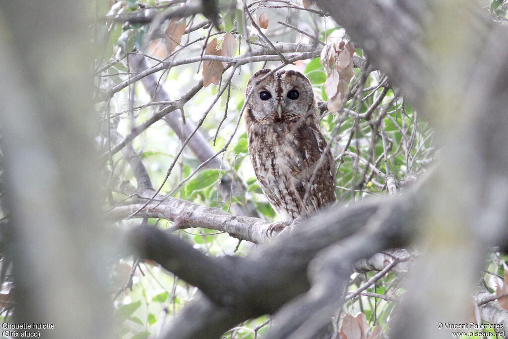 Tawny Owladult