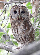 Tawny Owl